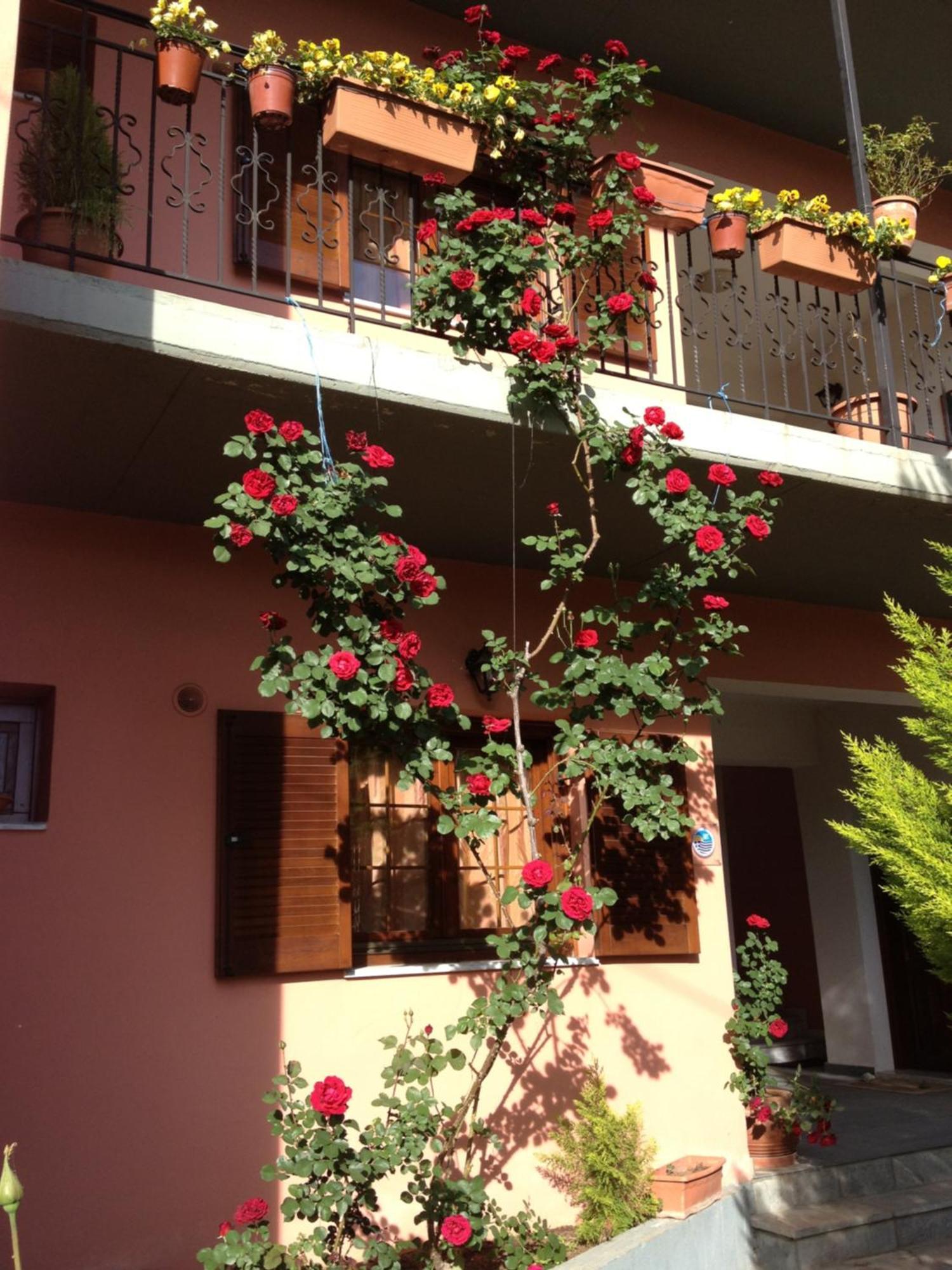 Artemis Apartments Konitsa Eksteriør billede