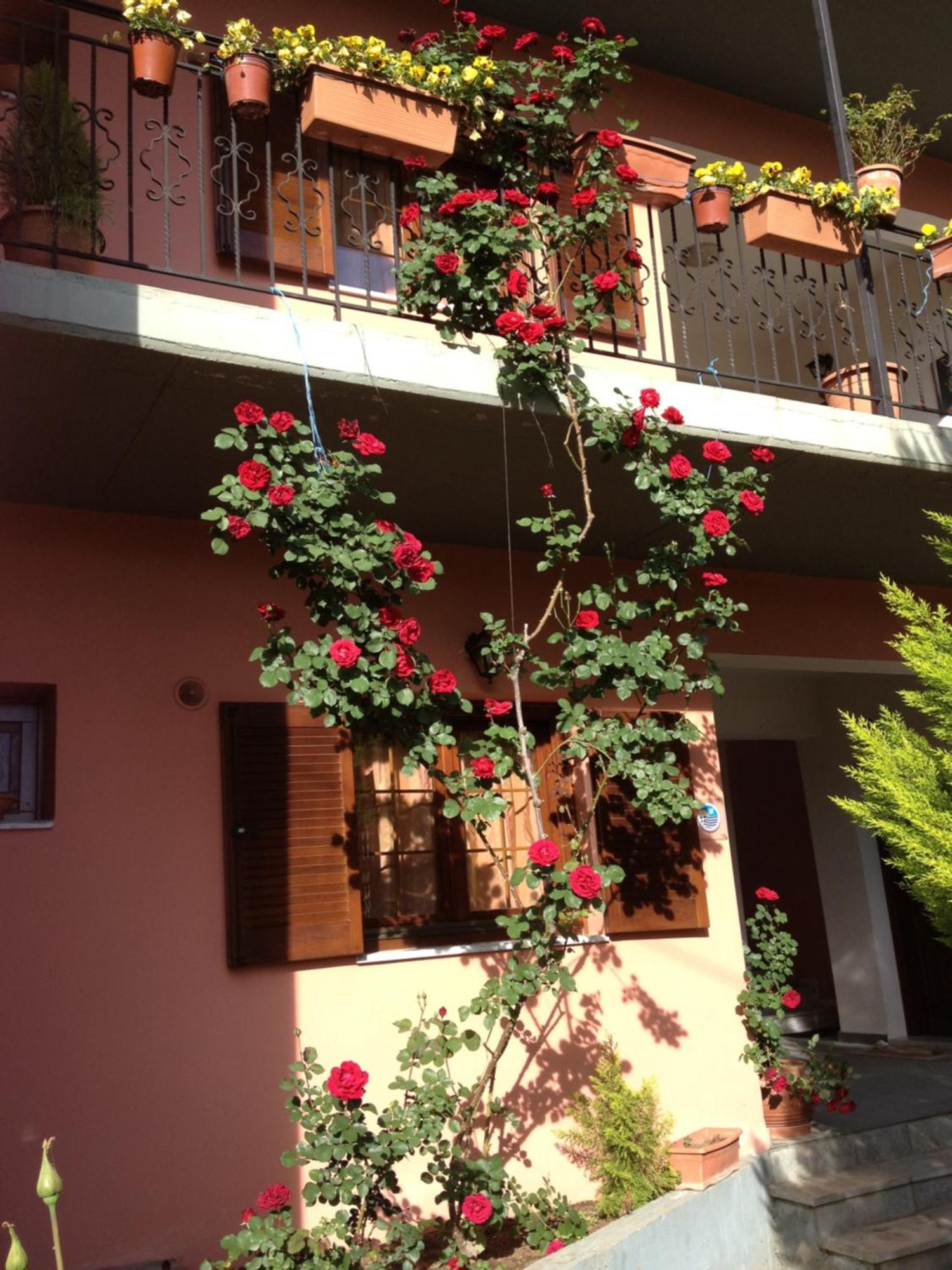 Artemis Apartments Konitsa Eksteriør billede
